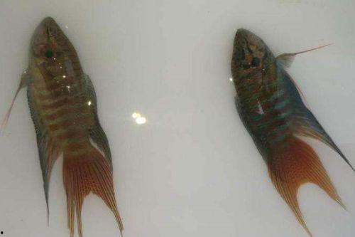 国产斗鱼怎样分公母的视频